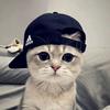 Q弹小猫