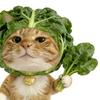 菠菜猫meme