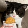 彩虹修猫