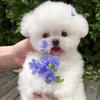 兜兜犬舍（要🐶🐶看简介）