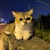 猫中帅哥黄有钱