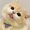 可爱小猫咪