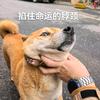 不老的龚