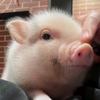 小猪科普