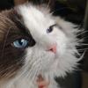 猫工匠