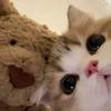 小猫次元