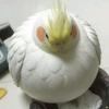 鸟之球