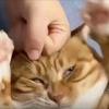 巫灵小猫咪