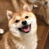 忧郁的日本🐶