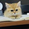 猫南北和狗东西的日常生活