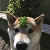 帅帅