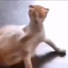 成河（滇西笔记本保养）