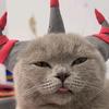 追逐馒头的猪
