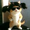 猫meme的猫me