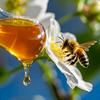 ꧁勤劳的小蜜🐝꧂冉氏天然农家🍯