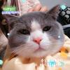 人类不能没有小猫咪🐱