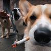 玄门鹤