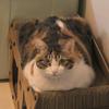 猪猪是辆半挂猫