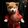 狗哥不理球🏀