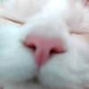 邪恶元宝🐱