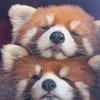笨笨狸