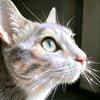 一只猫