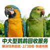 鹦歌（回收中大型）