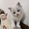 招招是只猫🐱（关必回）
