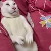 漂亮孙