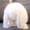 用户小面糊
