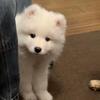 小狗要勇敢