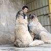 高加索猛犬基地官方号