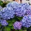 静待花开。