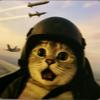 猫猫看车