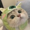 快乐追剧人