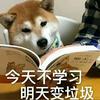 hufi老豆子
