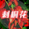 刺桐花®