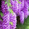 紫藤花儿