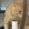 猫然耄耋