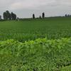 ༺°全糖᭄去冰༻