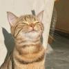 猫有九命