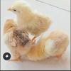 小鸡铁蛋