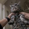 闪电是只猫