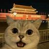 怕鼠的猫