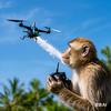 猴哥航拍