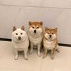 养宠知识科普张老师