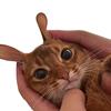 埃及猫在东北