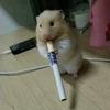 柳清风