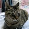 面面是只猫