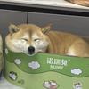 豆花柴不是胖狗儿🐾
